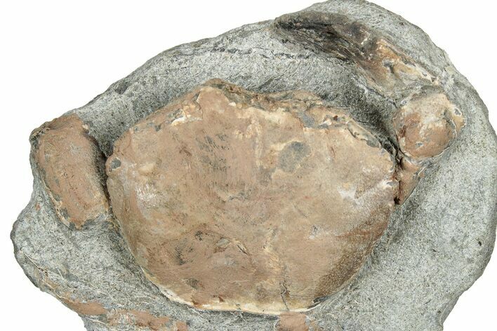 Oligocene Fossil Crab (Branchioplax) - Washington State #349479